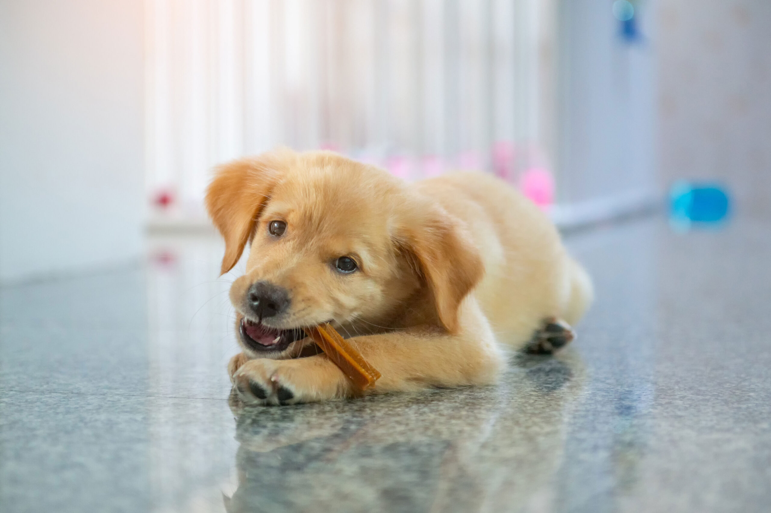Puppy playing