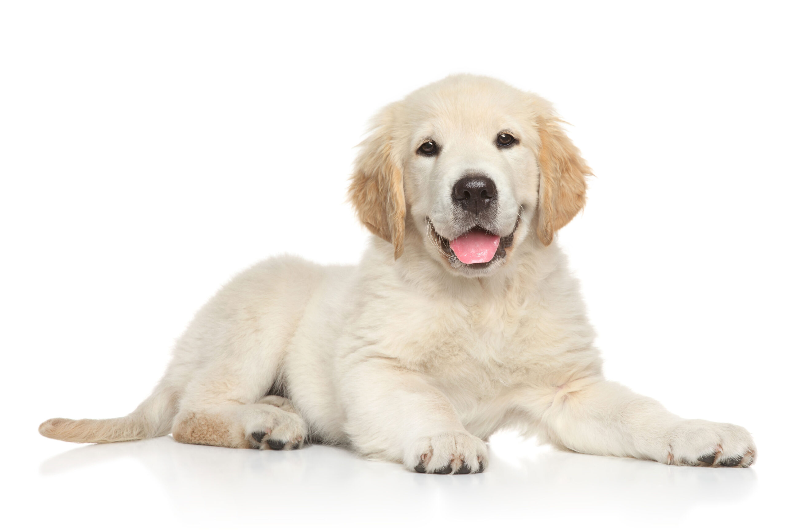 Labrador Puppy