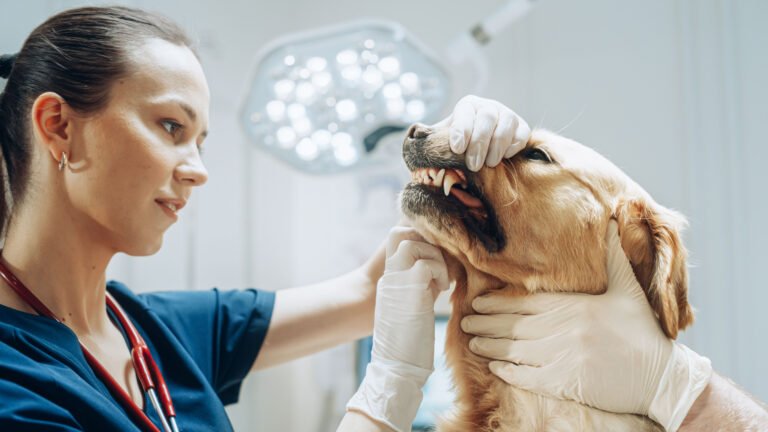 Navigating Being a Pet Parent with Dr Tyler Sugarman