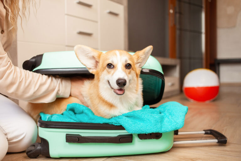 Tips for Stress-Free Travel with Your Pets