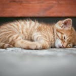 A cute ginger kitten is sleeping peacefully on a cozy surface, capturing a moment of tranquility.