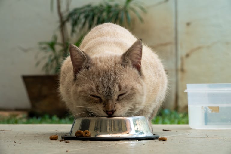 Canned or Dried: Does Your Cat Care?
