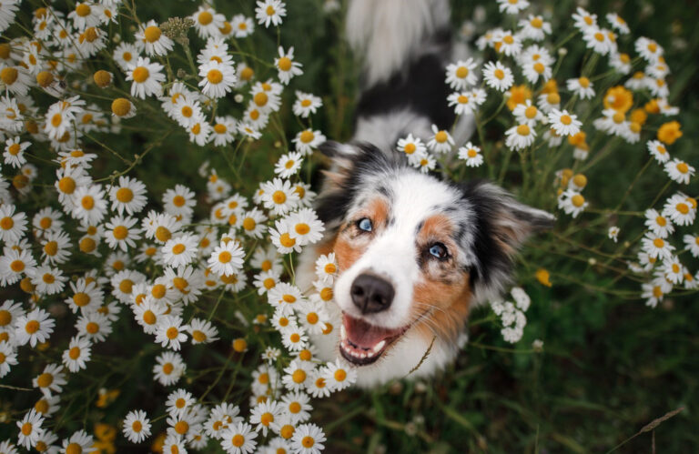 Spring into Action: Seasonal Pet Care Tips 
