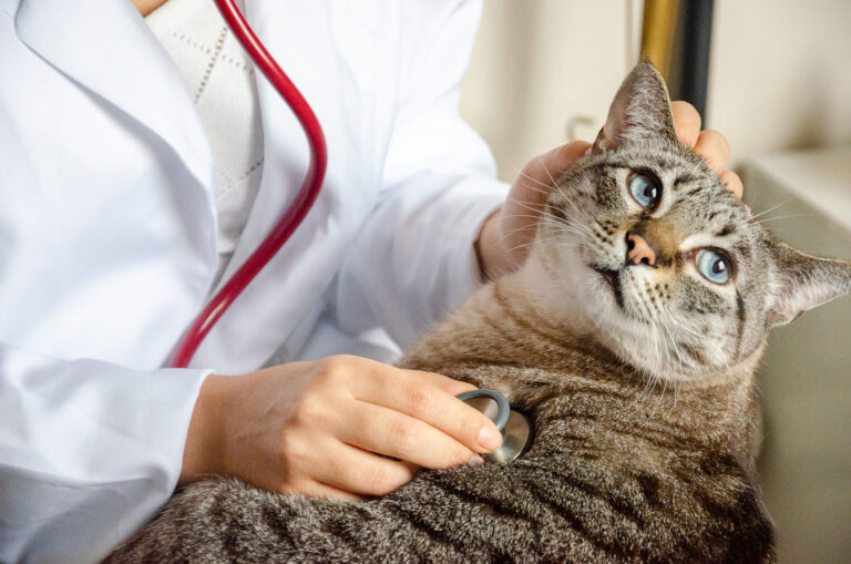 Understanding Common Pet Health Issues and How to Prevent Them