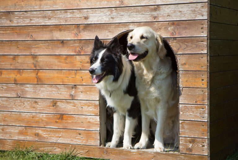 Dog Hotels and Daycares with Gabriel Araujo