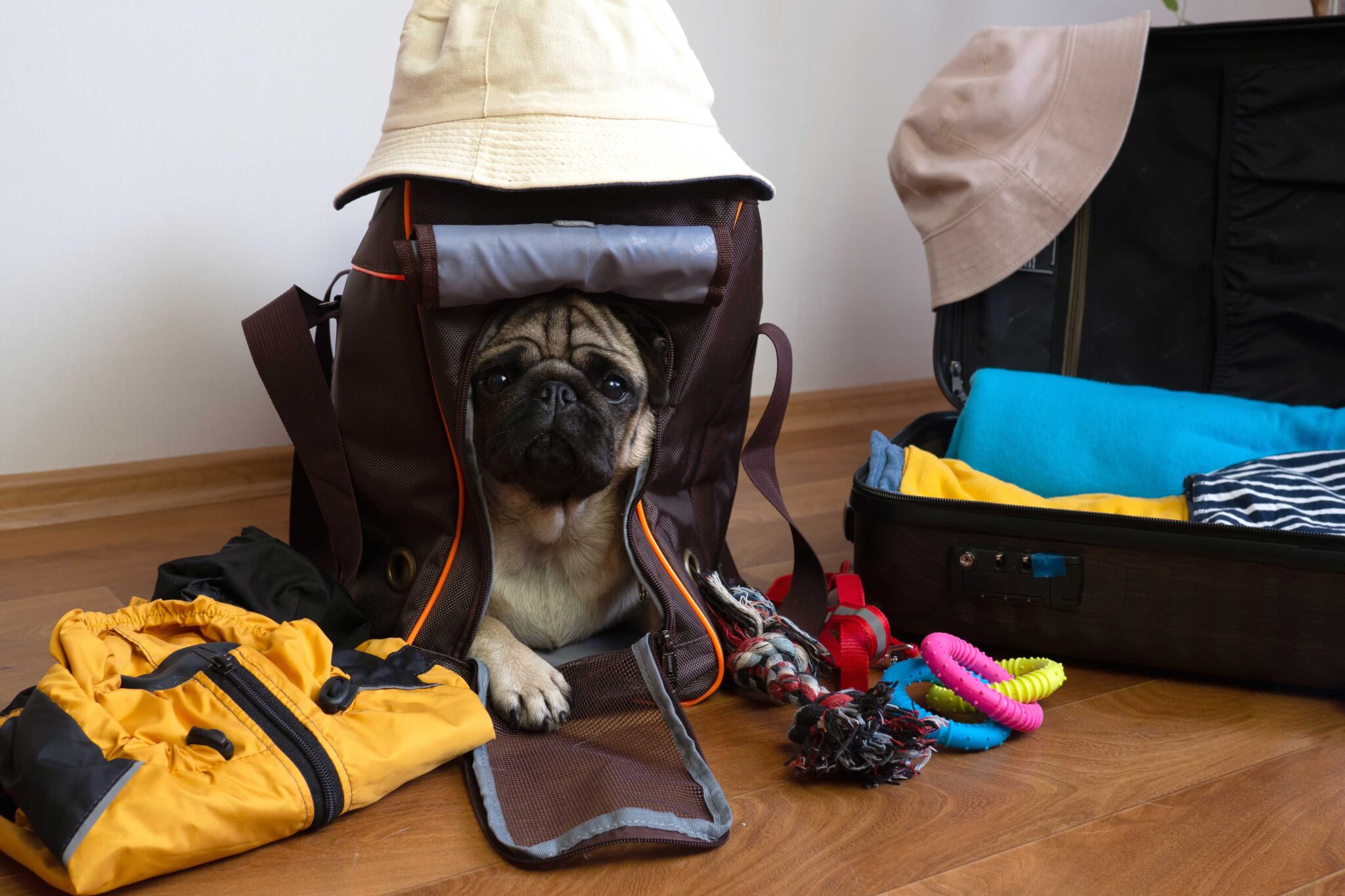 Creating a Pet Emergency Preparedness Kit - MuddyPaws Pet Insurance ...