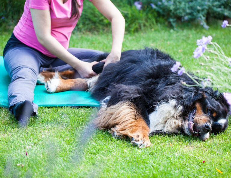 How are Pet Massages Beneficial? with Regan MacCauley