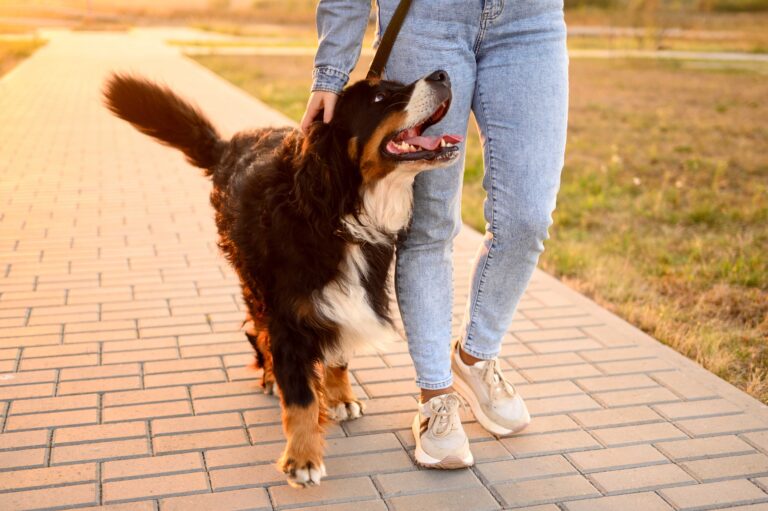 Choosing the Right Pet Sitter: A Guide to Finding the Perfect Match