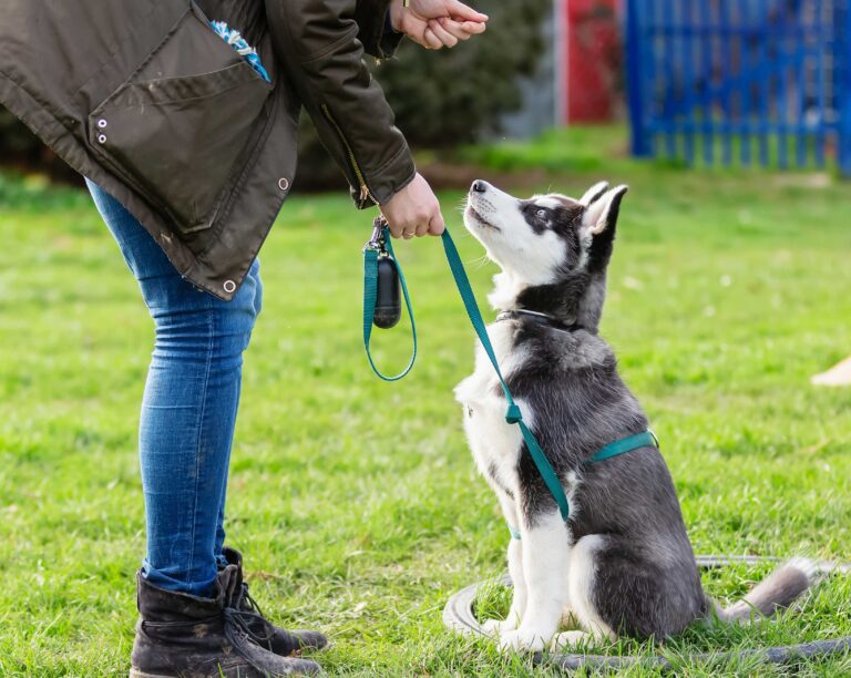 Getting into Dog Training with Lorna Winters