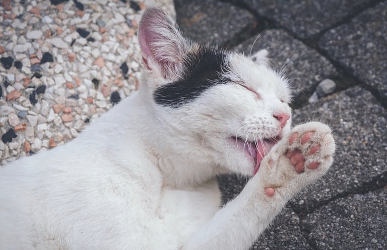 A charming close-up photo of a domestic cat licking its paw on a stone surface outdoors.