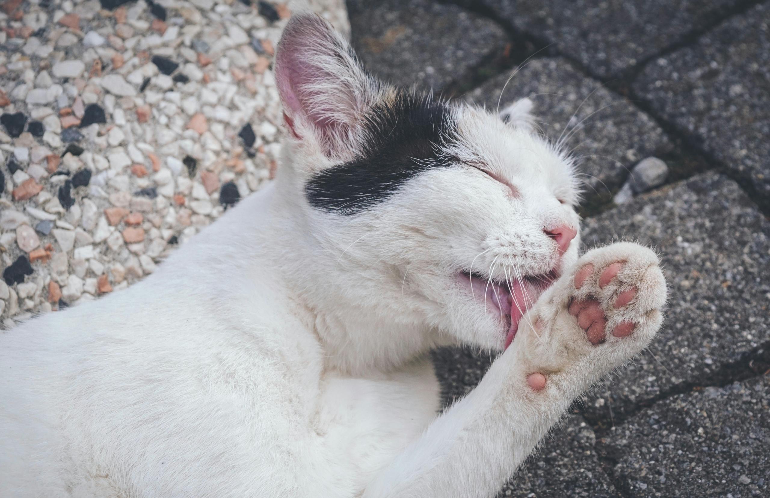 A charming close-up photo of a domestic cat licking its paw on a stone surface outdoors.