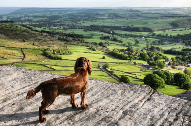 Top 5 Summer Road Trips for Pets in England