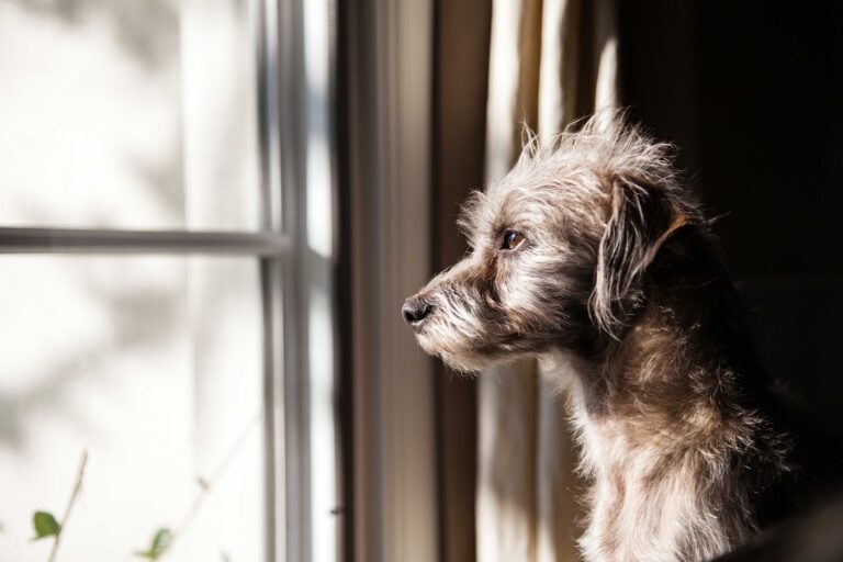 Helping Your Pet Cope with Separation Anxiety
