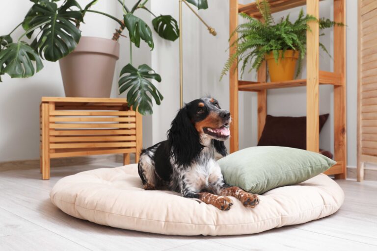 The Eco-Friendly Pet Owner: Tips for Sustainable and Green Pet Care
