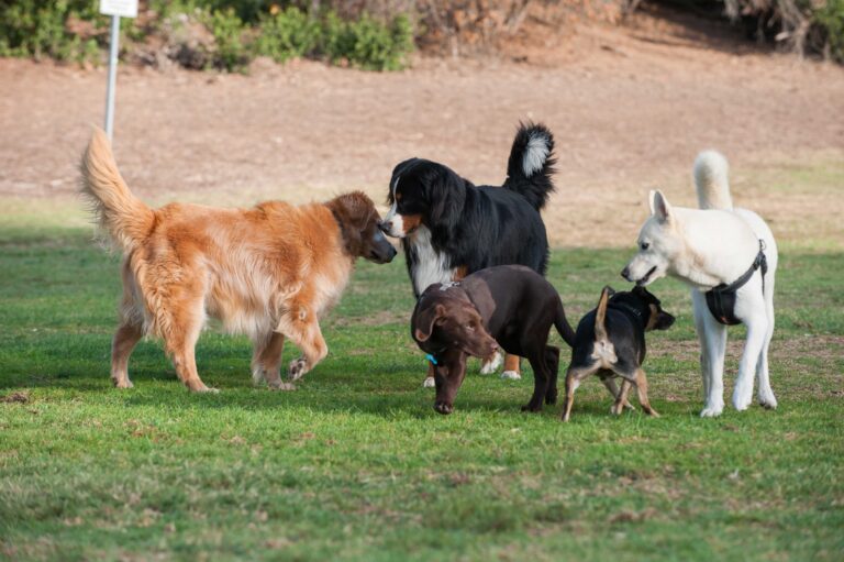 The Benefits of Socialisation for Pets: How to Ensure a Well-Adjusted Animal