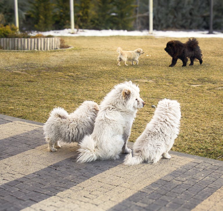 Five fluffy dogs playing in a sunny backyard, capturing canine joy and companionship.