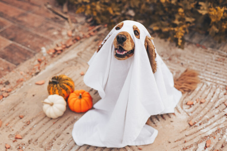 Halloween and Pets: How to Keep Your Furry Friends Safe and Stress-Free