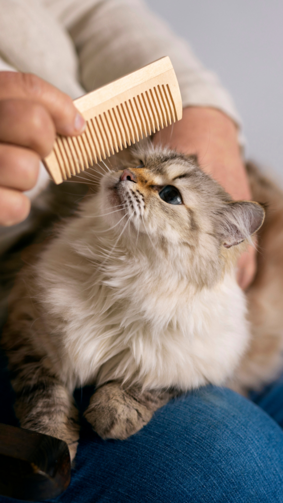 Maine Coon cat being groomed