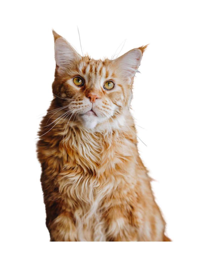 Fluffy orange and white Maine Coon cat