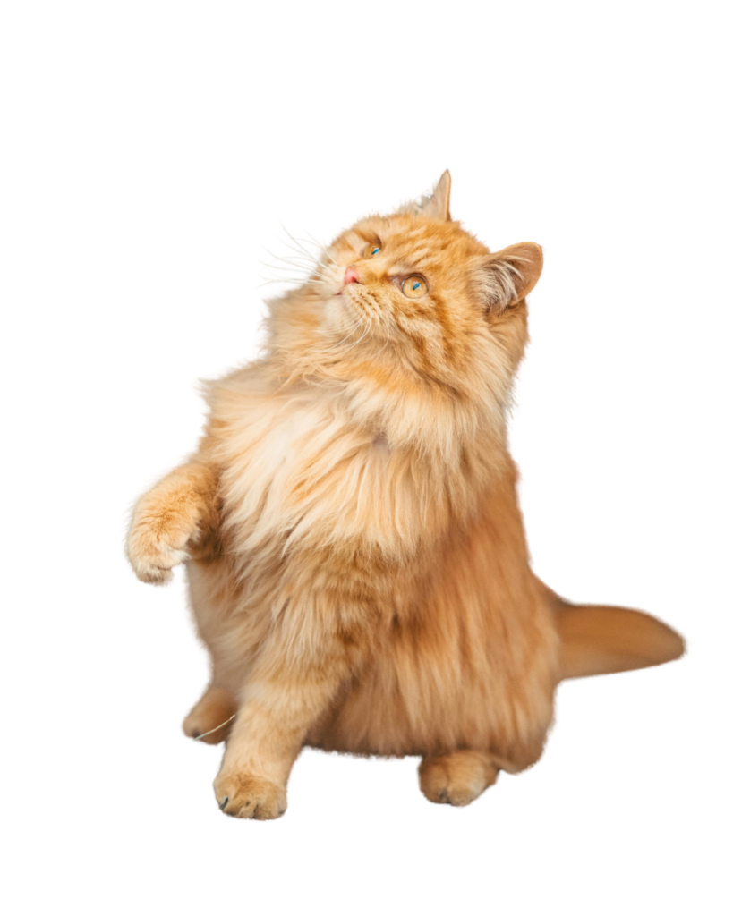 Orange Maine Coon Cat