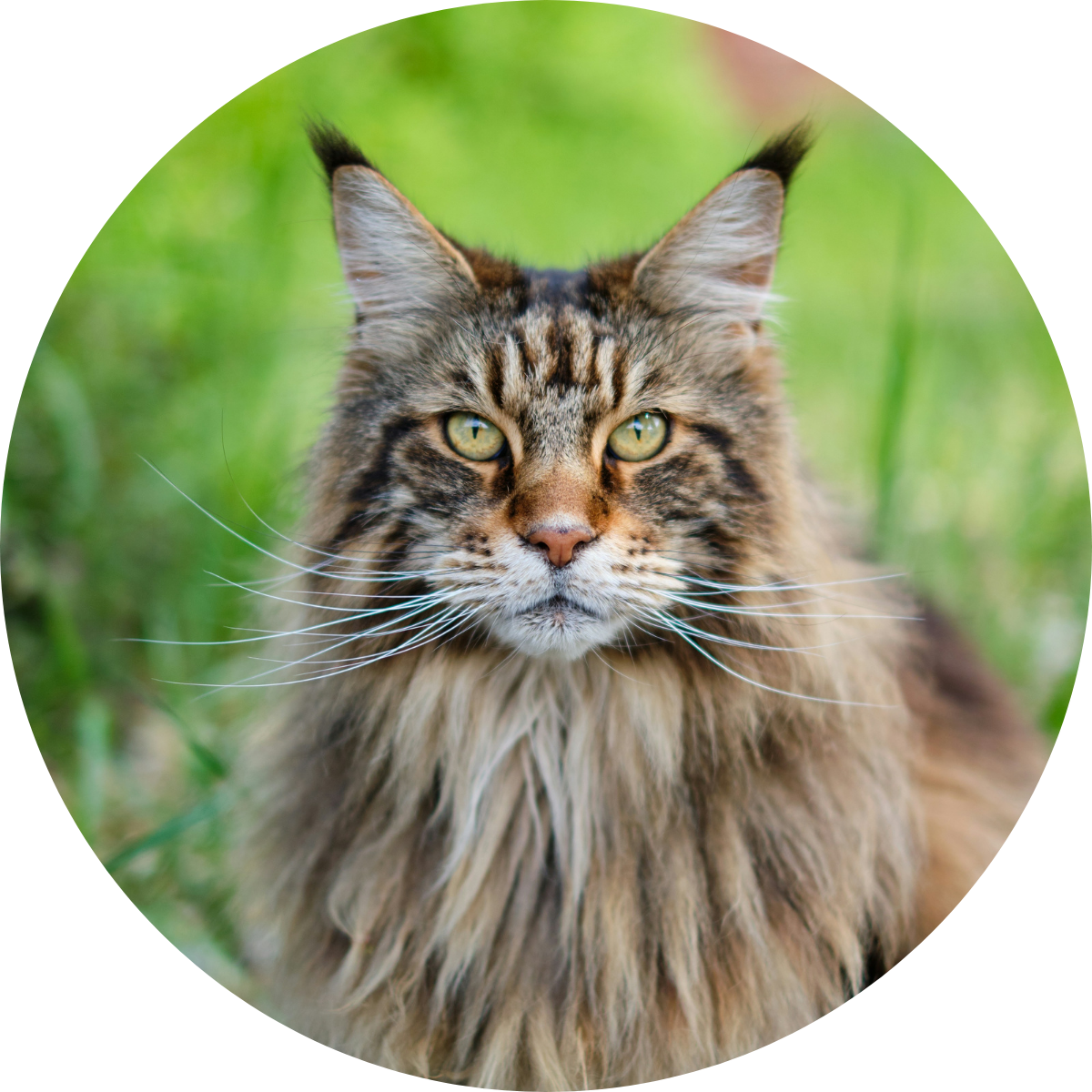 Maine Coon cat outside