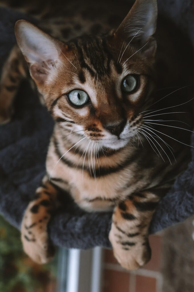 Bengal cat lying down