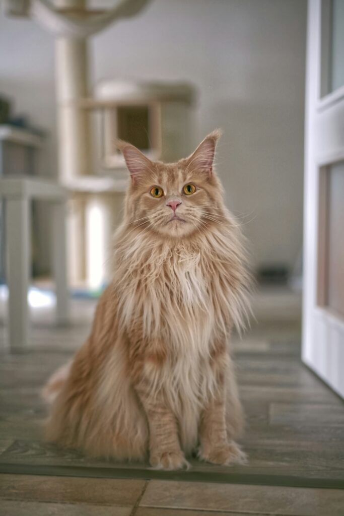 Fluffy orange maine coon cat