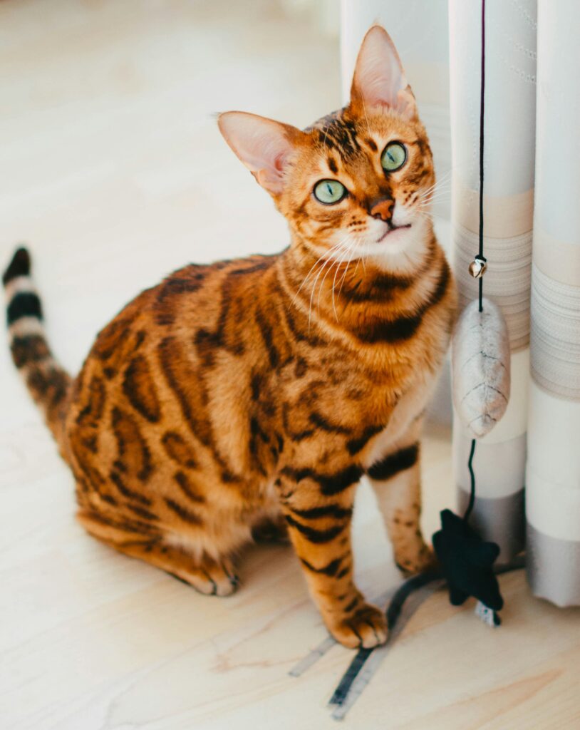Bengal cat sat down, looking at the camera