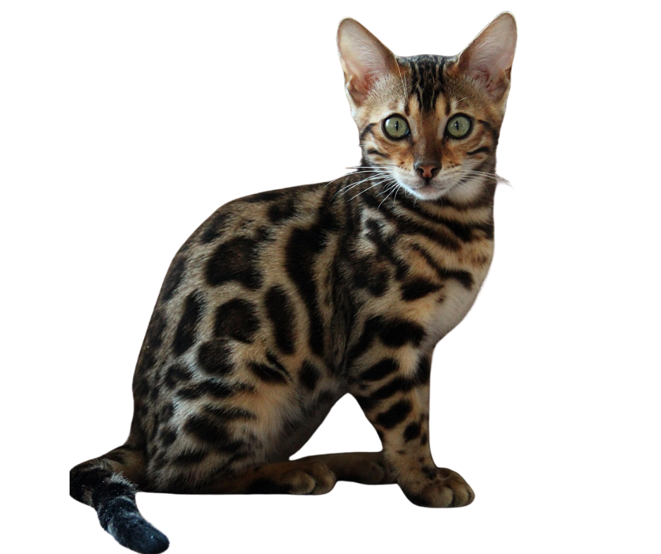 Bengal cat without background