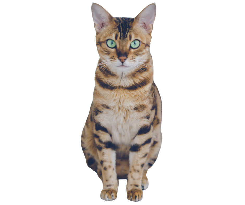 Bengal cat sitting down with no background