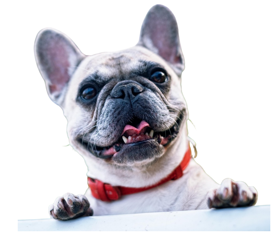 French bulldog no background