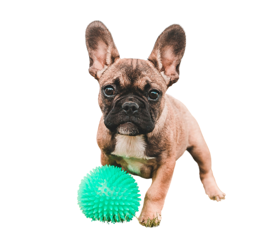 French bulldog puppy