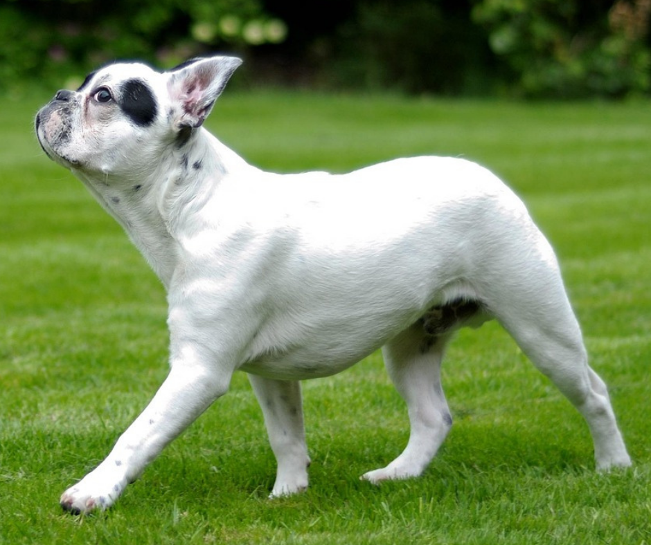 French Bulldog walking in grass