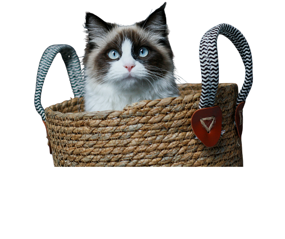ragdollcatinbasket