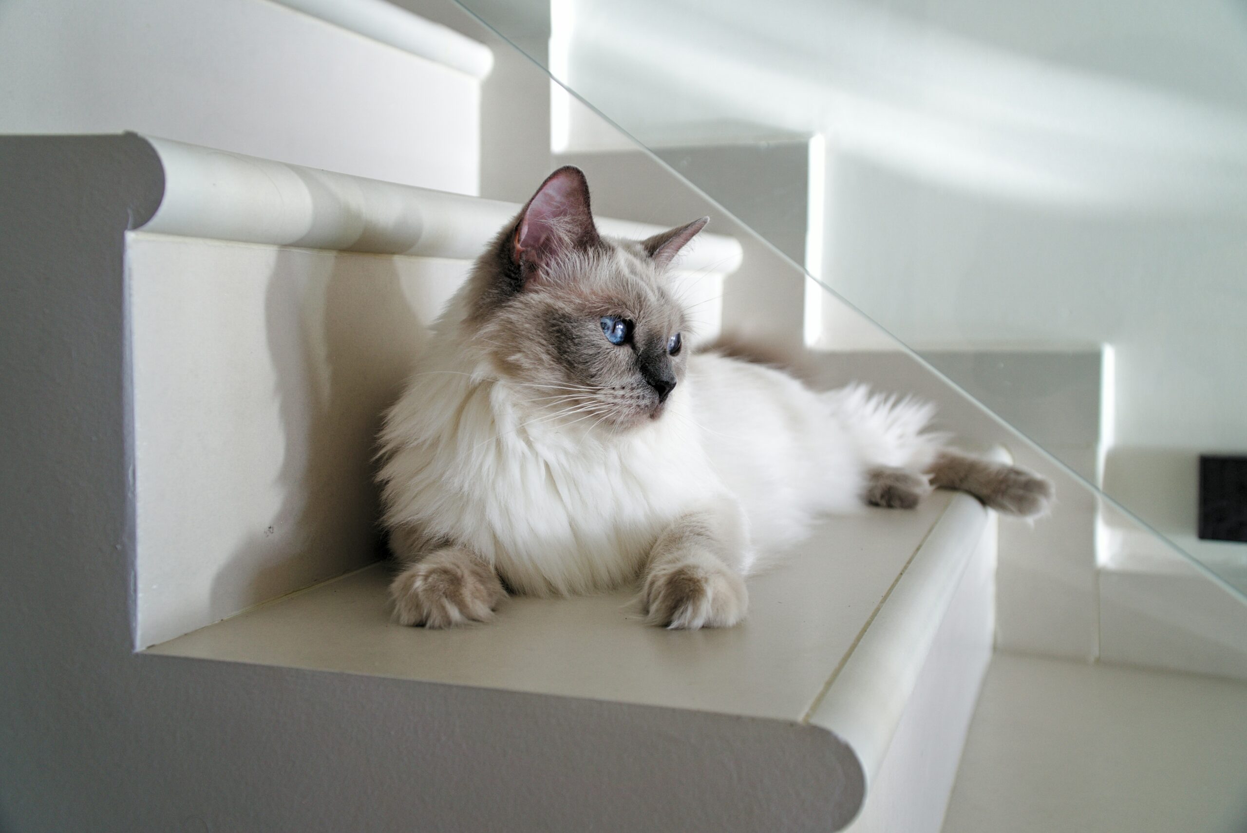 Cat on the stairs