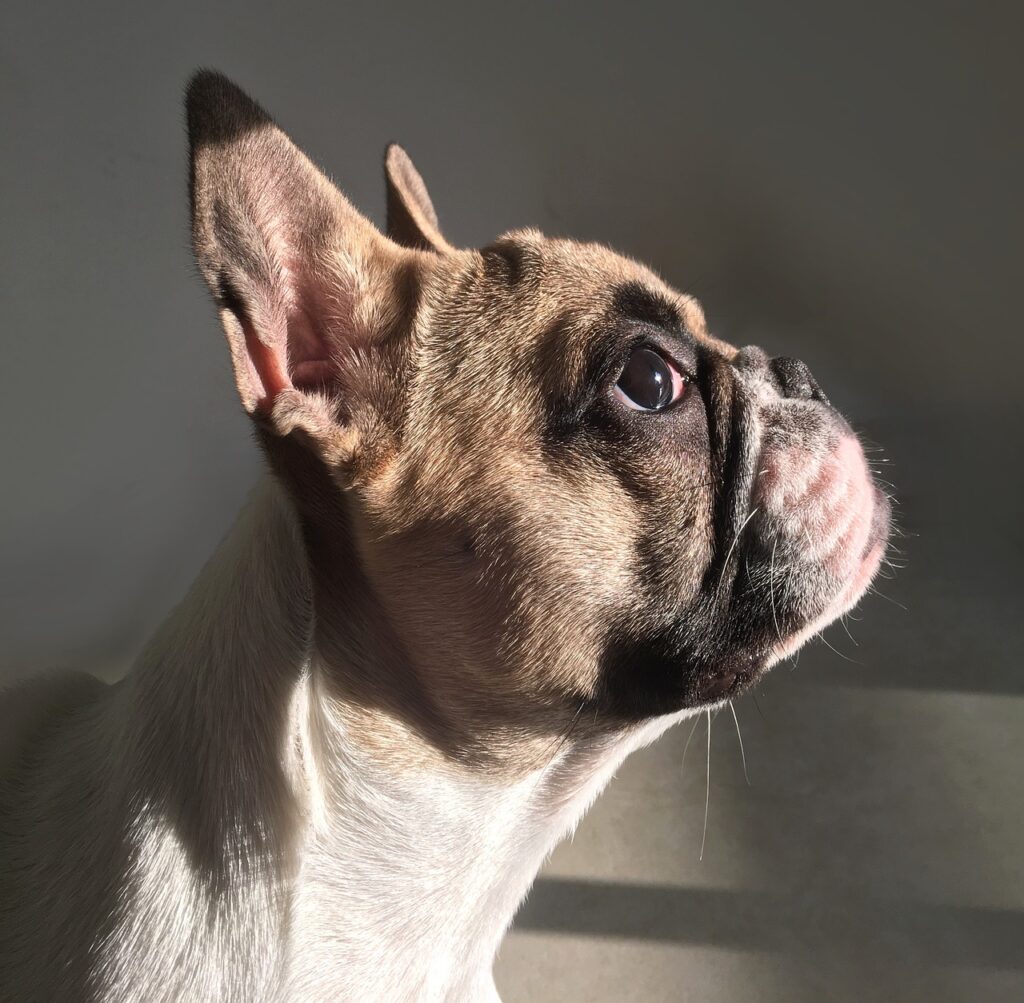 French bulldogs face