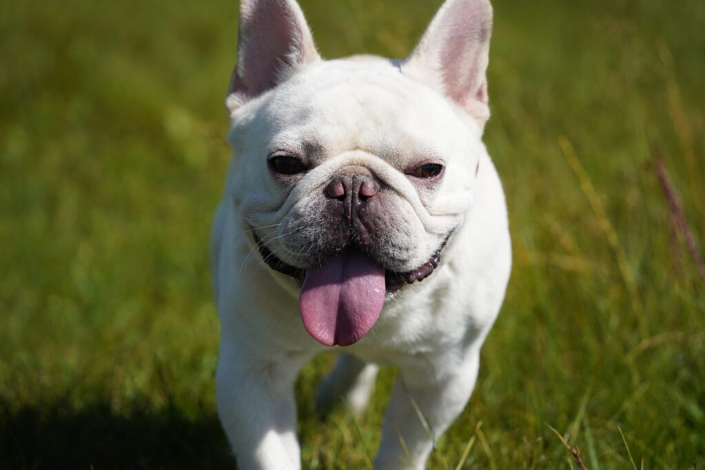 White French Bulldog