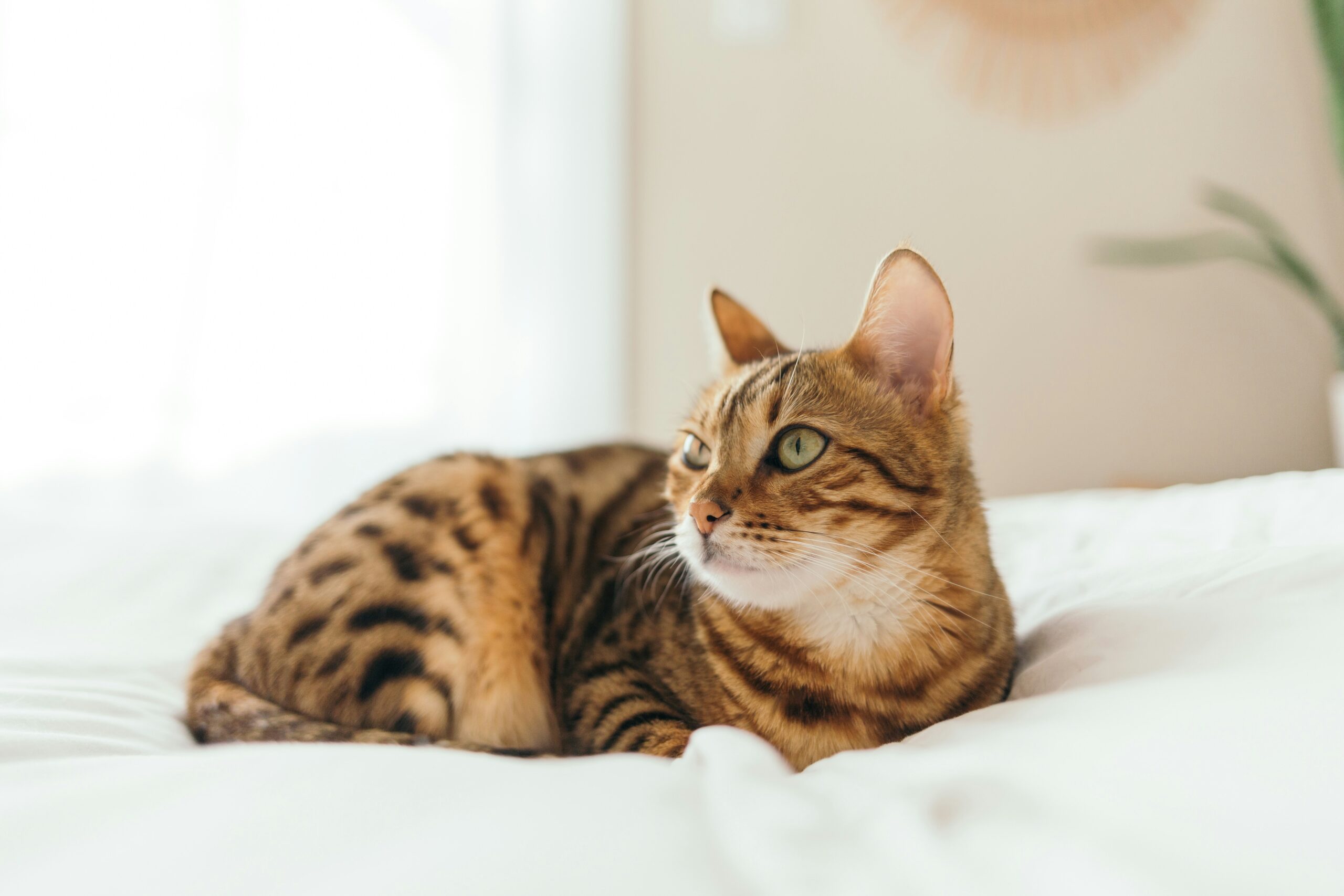 Bengal cat on a bed