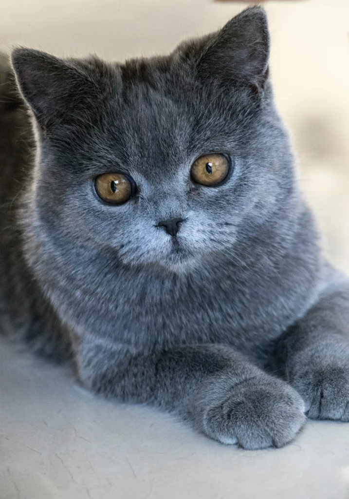 A small grey British Shorthair cat looking at the camera laying down