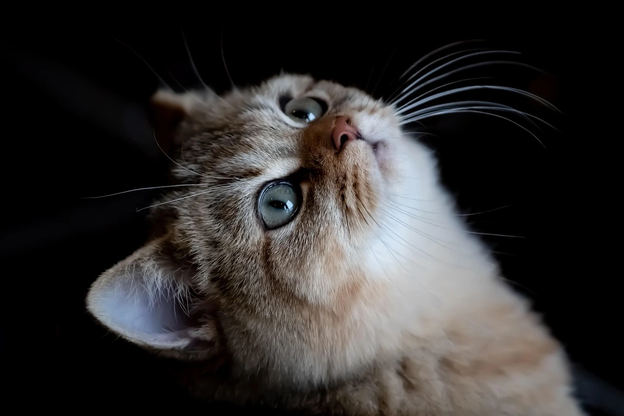A light small British Shorthair kitten looking up