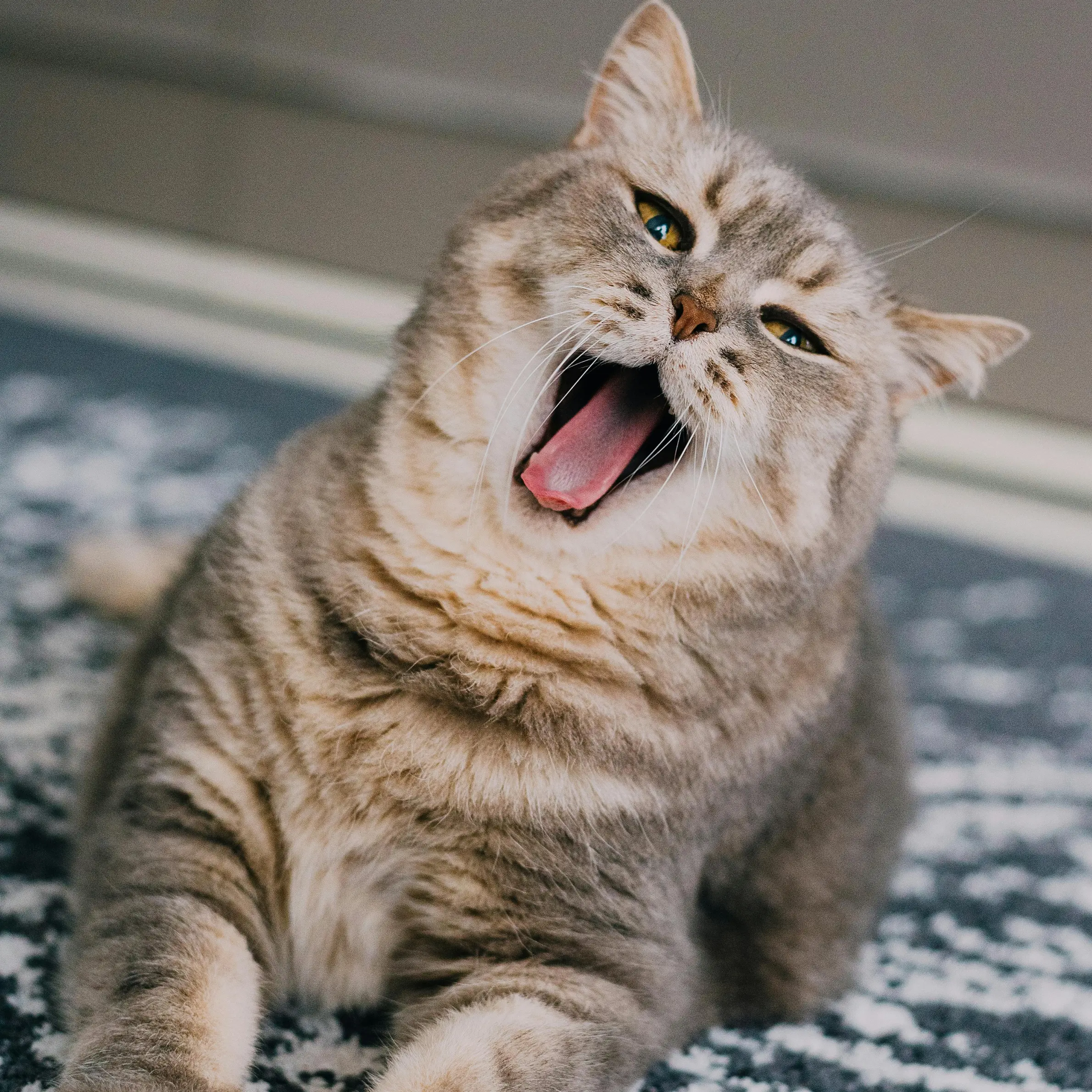 A light coloured British Shorthair laying on the ground with its mouth open