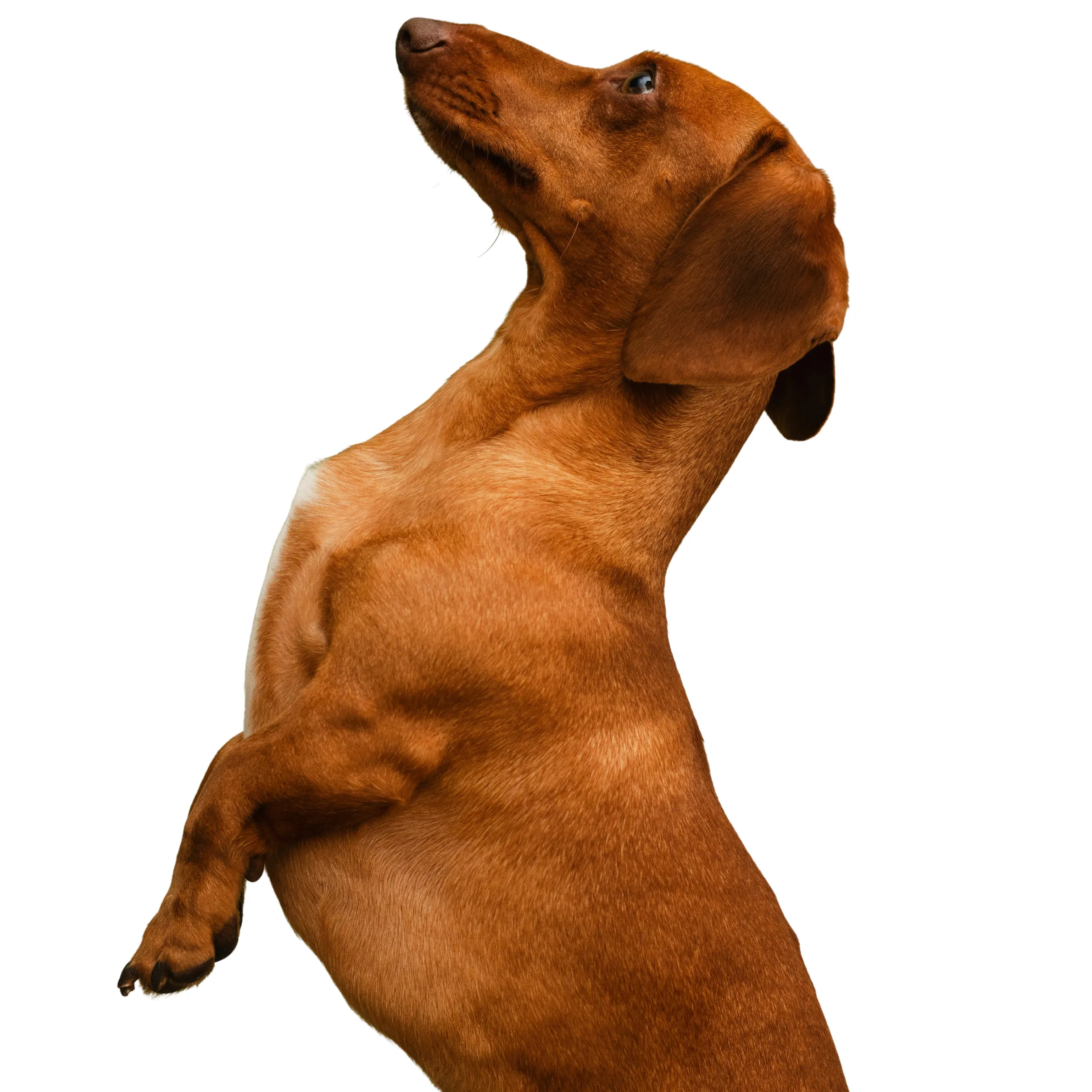 Light brown Dachshund on its hind legs