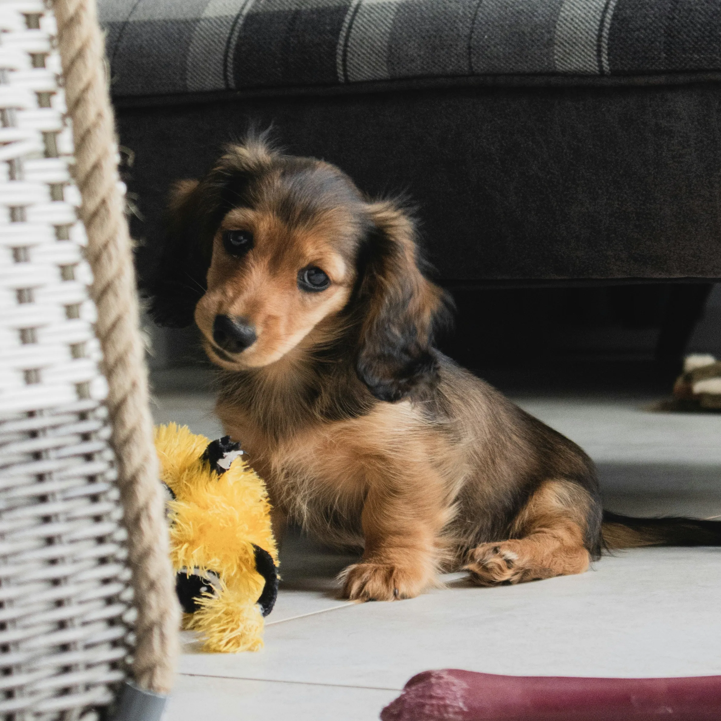 Dachshund puppy with toys