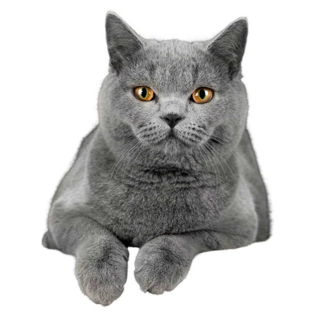 A grey British Shorthair with no background laying on the ground