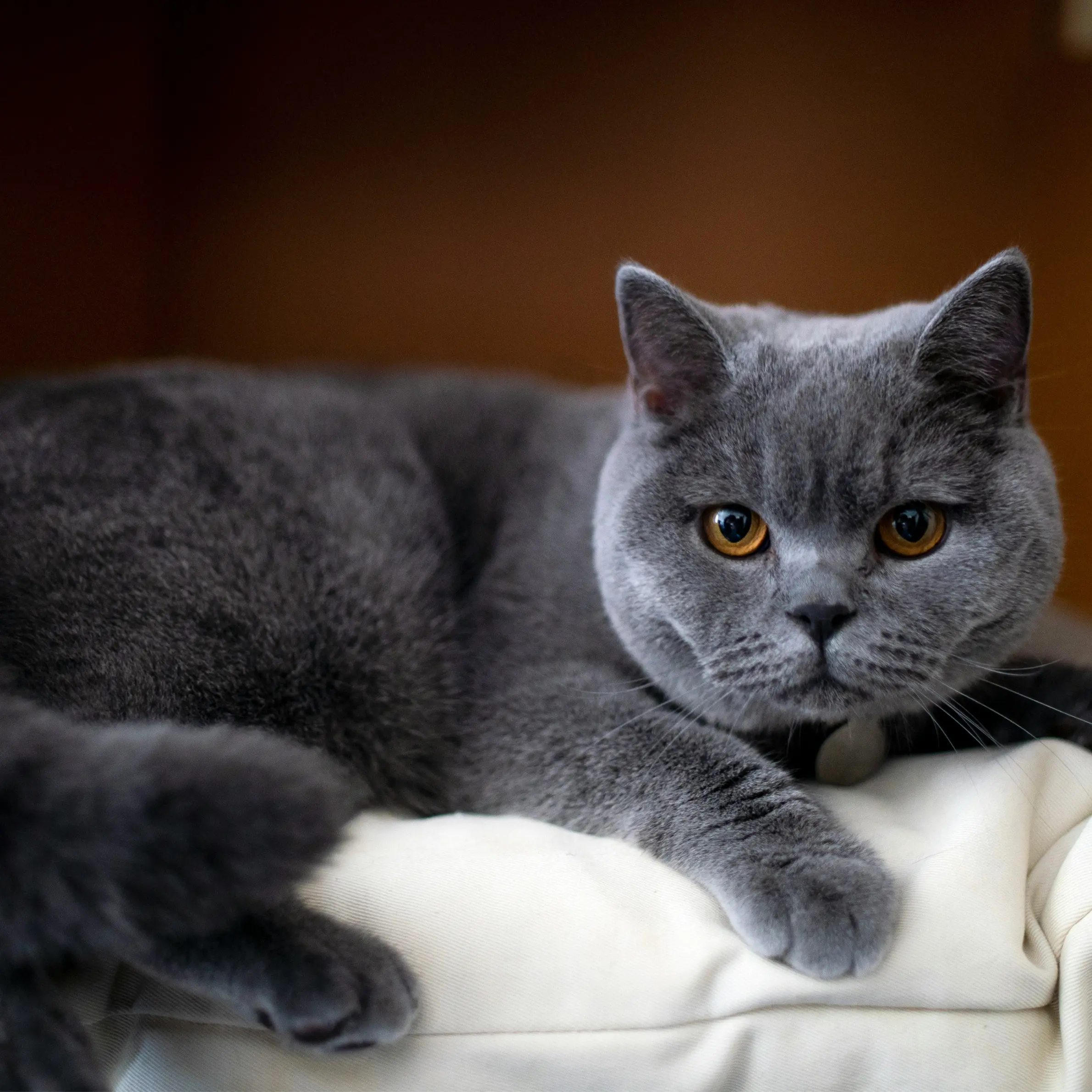 Grey British Shorthair on sofa