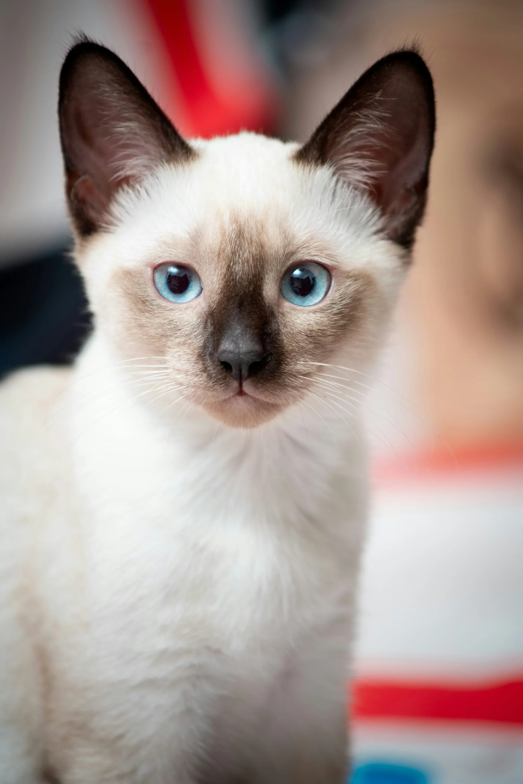 siamese kitten