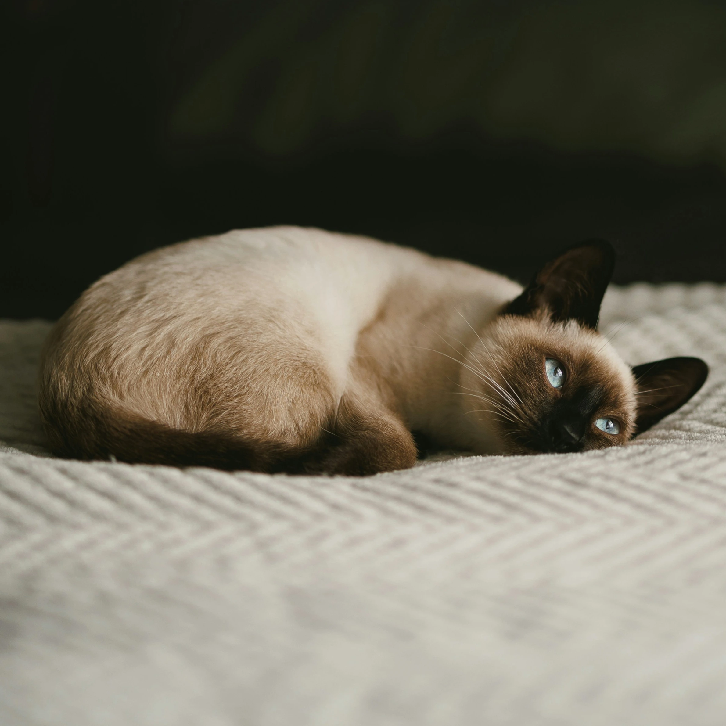 Muddy paws Siamese cat