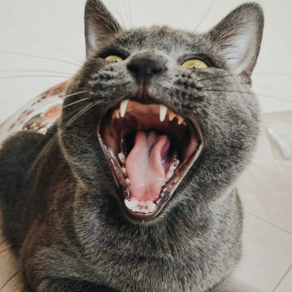 A British Shorthair cat with it's mouth open