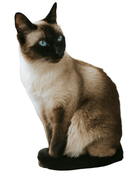siamese cat sitting down