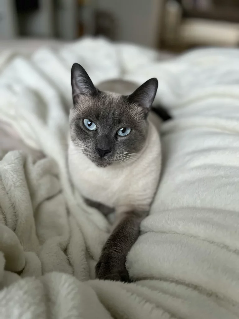siamese cat on bed